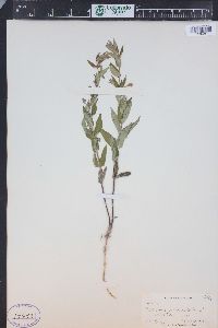 Scutellaria galericulata image