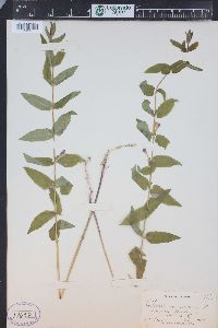 Scutellaria galericulata image