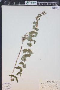 Scutellaria galericulata image