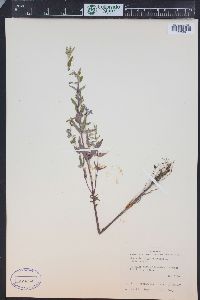 Scutellaria galericulata image