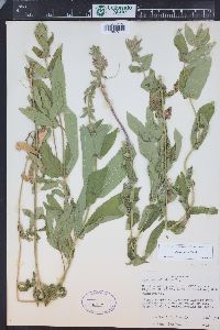 Stachys pilosa image