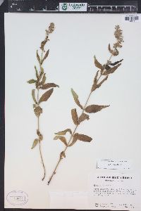 Stachys pilosa image