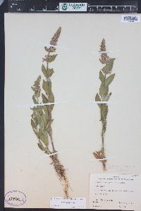 Stachys pilosa var. pilosa image