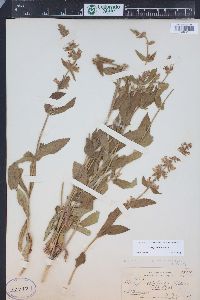 Stachys pilosa var. pilosa image