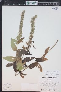 Stachys pilosa image