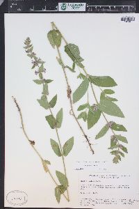 Stachys pilosa var. pilosa image