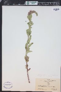 Teucrium canadense var. occidentale image