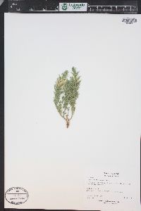 Teucrium laciniatum image