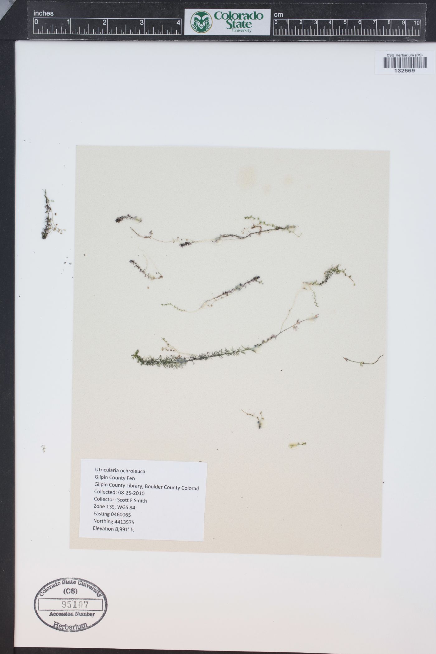Utricularia ochroleuca image