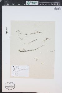 Utricularia ochroleuca image