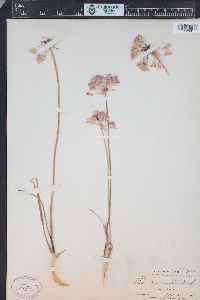 Allium acuminatum image