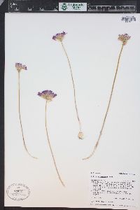 Allium acuminatum image