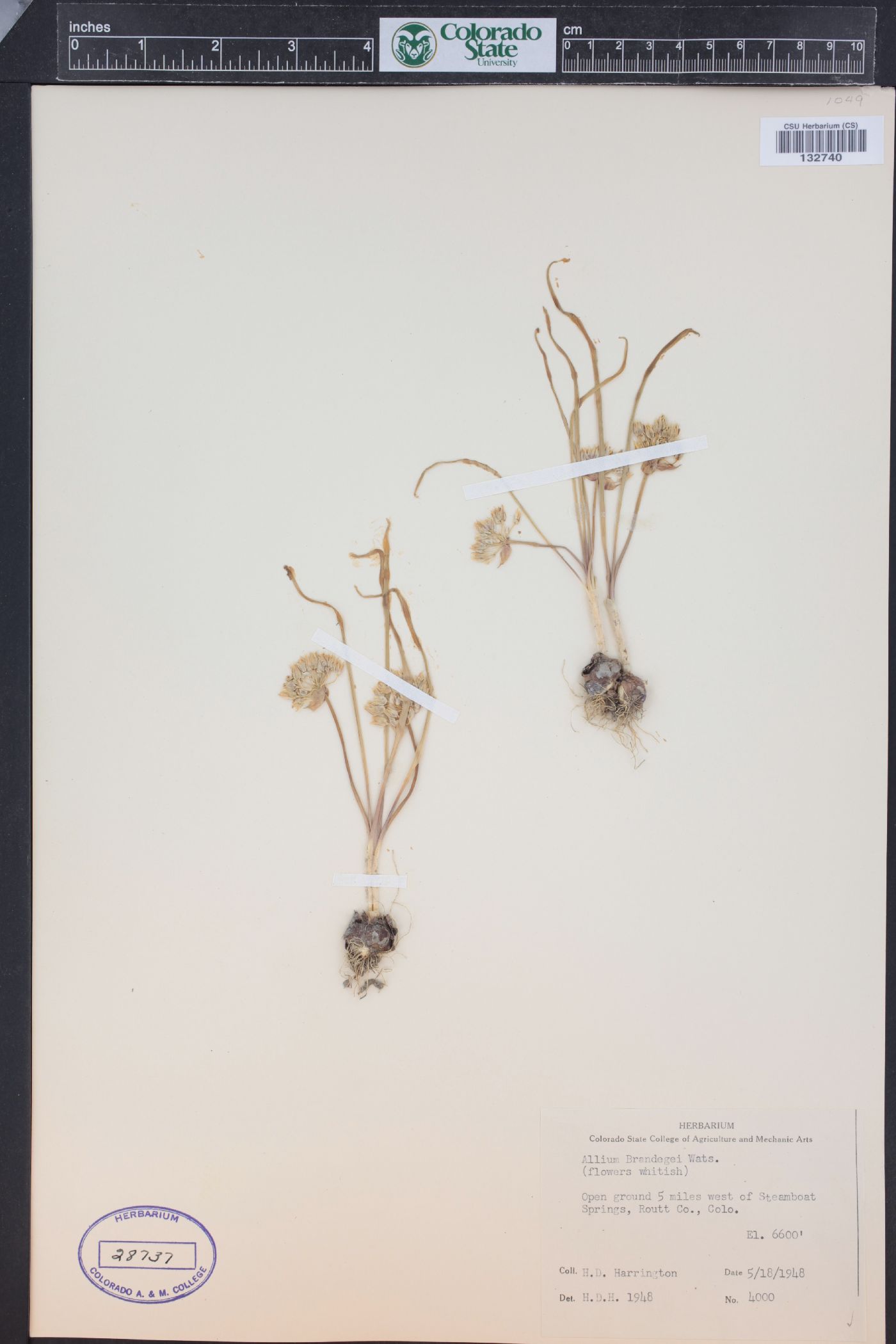Allium brandegeei image