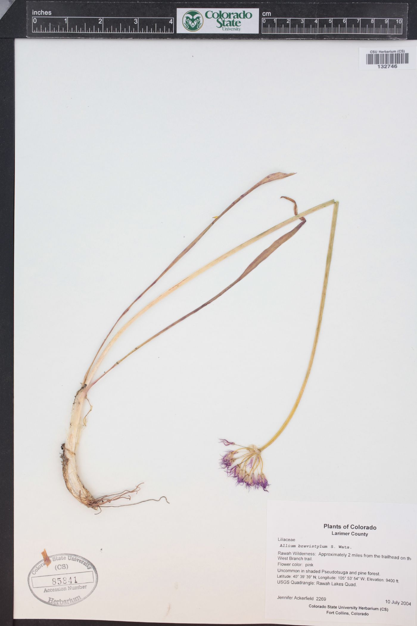 Allium brevistylum image