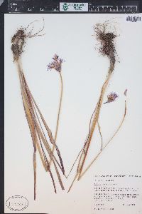 Allium brevistylum image