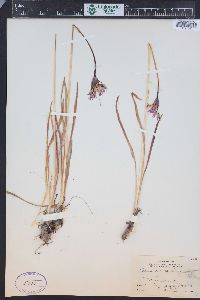 Allium brevistylum image