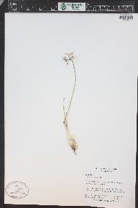 Allium cernuum image