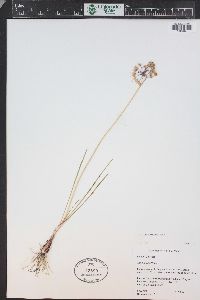 Allium cernuum image