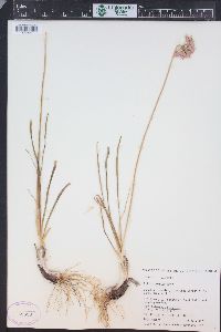 Allium cernuum image