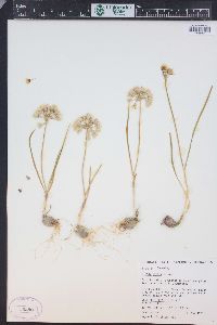 Allium geyeri image