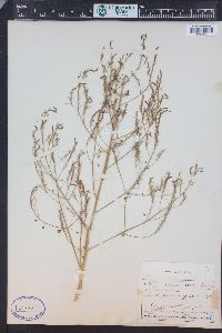 Asparagus officinalis image