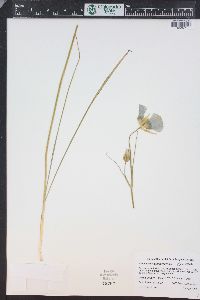 Calochortus gunnisonii image