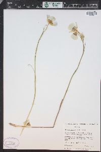 Calochortus gunnisonii image