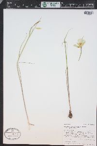 Calochortus gunnisonii image