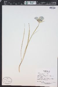 Calochortus gunnisonii image