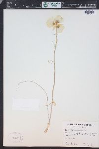 Calochortus gunnisonii image