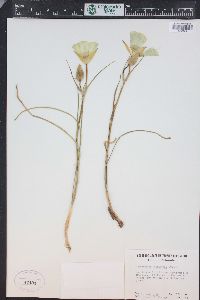 Calochortus gunnisonii image