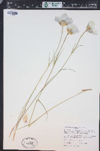 Calochortus gunnisonii image