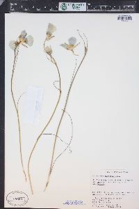 Calochortus gunnisonii image