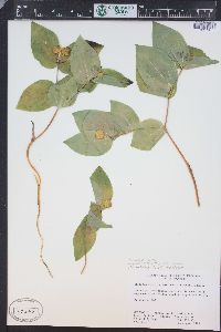 Prosartes trachycarpa image