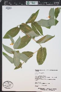 Prosartes trachycarpa image