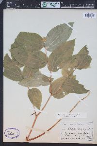 Prosartes trachycarpa image