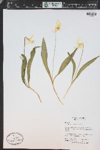 Erythronium grandiflorum image