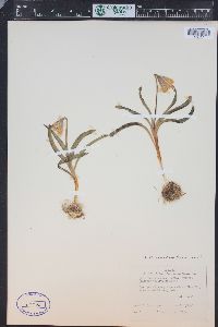 Fritillaria pudica image