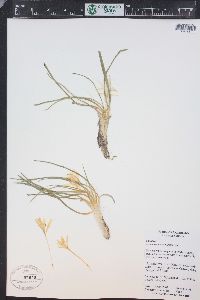 Leucocrinum montanum image