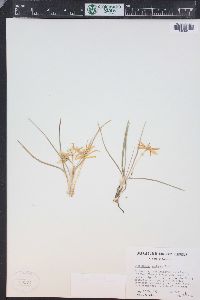 Leucocrinum montanum image