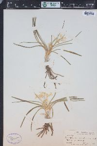 Leucocrinum montanum image