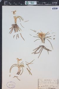 Leucocrinum montanum image