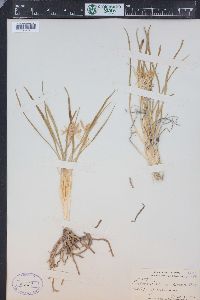 Leucocrinum montanum image