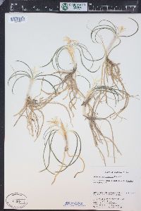 Leucocrinum montanum image