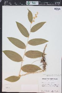 Maianthemum racemosum subsp. amplexicaule image