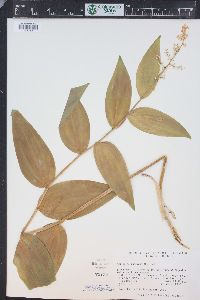 Maianthemum racemosum subsp. amplexicaule image