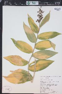 Maianthemum racemosum subsp. amplexicaule image