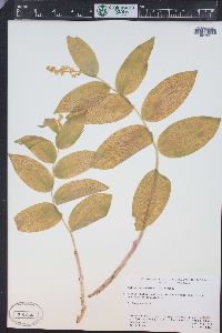 Maianthemum racemosum subsp. amplexicaule image