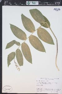 Maianthemum racemosum subsp. amplexicaule image