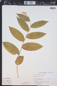 Maianthemum racemosum subsp. amplexicaule image